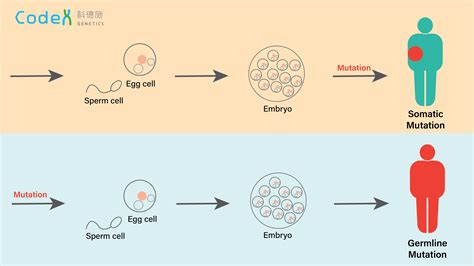 Somatic Mutation and Germline Mutation in Cancer | Codex Genetics