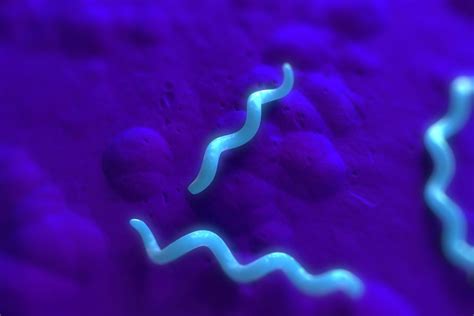 3 Common Bacteria Shapes