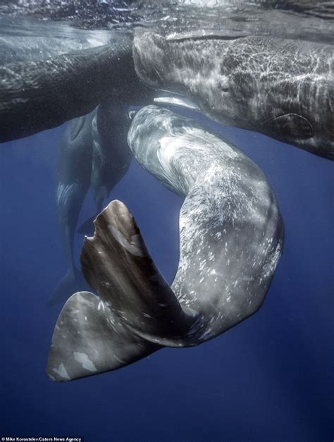 Stunning pictures show mother sperm whale feeding its calf by injecting ...