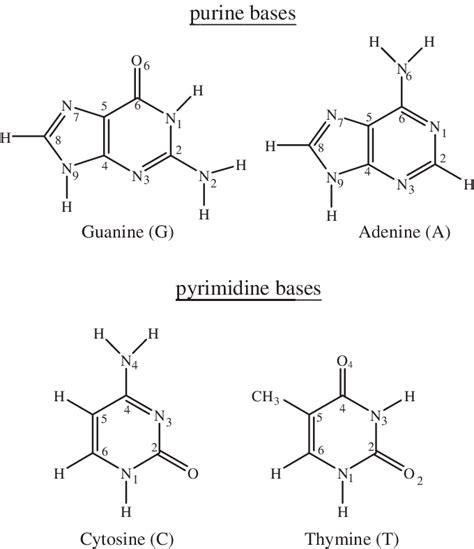 Chemical structure of DNA bases. | Download Scientific Diagram