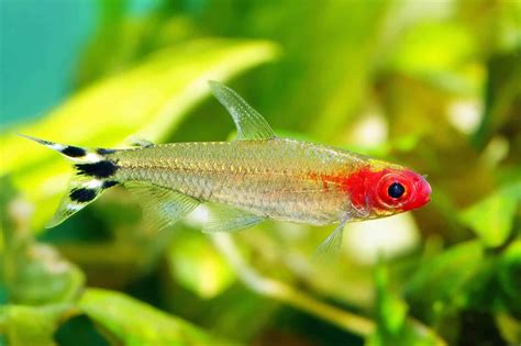 Rummy Nose Tetra Care Guide & Species Profile | Fishkeeping World