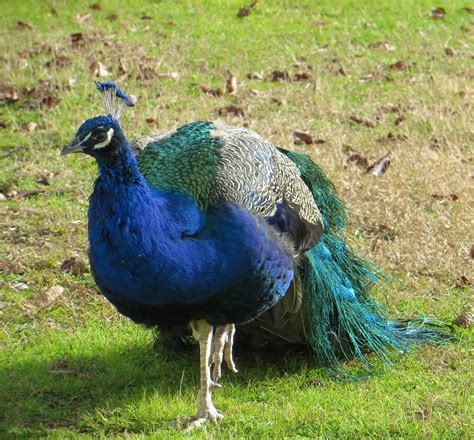 Peacock 522 Free Stock Photo - Public Domain Pictures