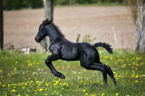 Black Baby Horses