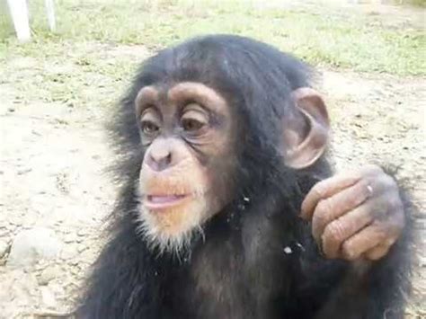 Lovely baby Chimpanzee playing around @ Gengbay Base camp, Liberia - YouTube