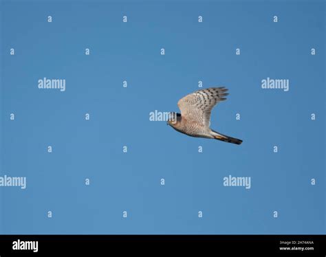 Male Eurasian Sparrowhawk (Accipiter nisus) hunting Stock Photo - Alamy