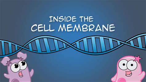 The Amoeba Sisters: Inside the Cell Membrane