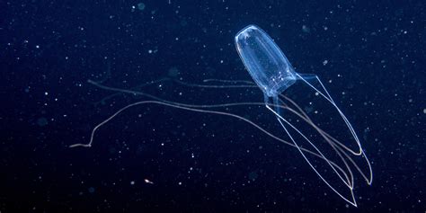 Jellyfish Stings An Increasing Public Health Concern, Experts Say | HuffPost