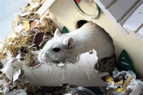 Why Gerbils Might Bite & How To Prevent It Or Stop It