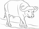 Wild Buffalo Coloring Page For Kids  Free Printable sketch template