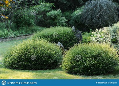 Landscape Design with Bushes in the Park Stock Photo - Image of garden ...