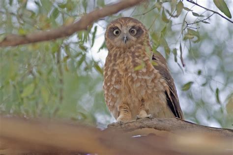 Bird Identification – Nocturnal Birds – Birding Victoria – Walks and Rail Trails