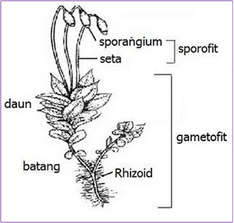 Mosses (Bryophyta) ~ Smart Education