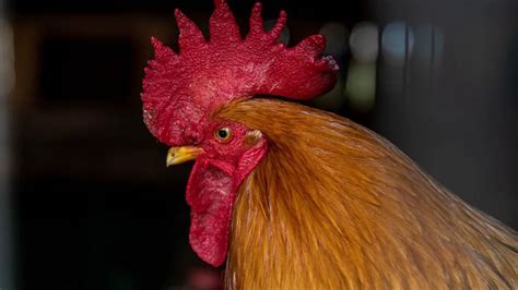 What Is A Chicken Comb? 10 Types Of Comb You Should Know About