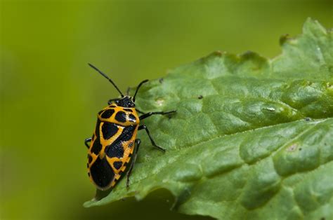 HARLEQUIN BUG CONTROL | BUGSPRAY PEST CONTROL AND TREATMENTS