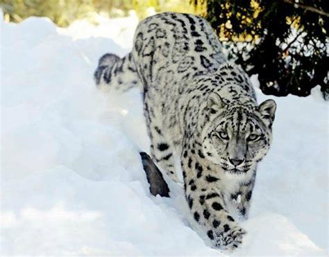 Panthère des neiges (Panthera uncia) | Snow leopard, Animals, Leopards