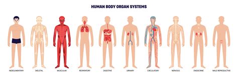 Human Body Organ System White Icon Set 8441402 Vector Art at Vecteezy