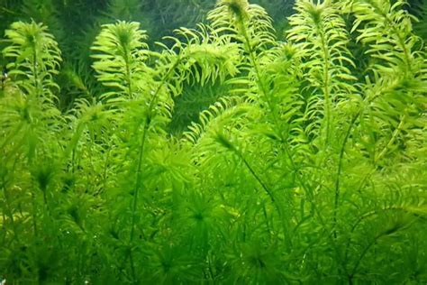 (Species Guide) Cold Water Aquarium plants: Everything you Should Know