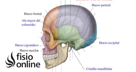 ama de casa Disparo Acusación hueso temporal anatomia Encogimiento Lijadoras fascismo