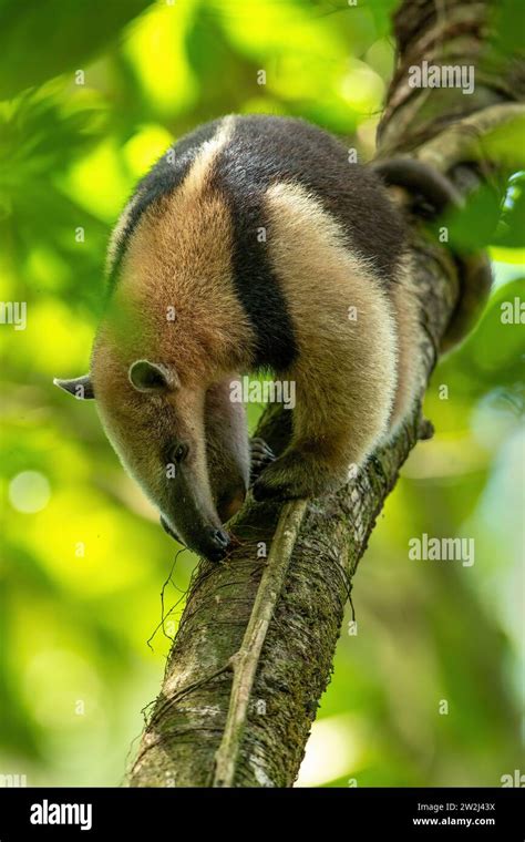 Northern tamandua (Tamandua mexicana) is a species of tamandua, an anteater in the family ...