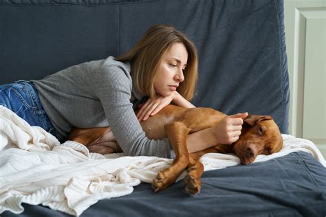 Trazodone for Dogs: Uses, Dosage, & Side Effects