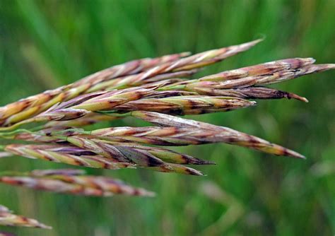 Bromus inermis (Poaceae) image 79445 at PhytoImages.siu.edu