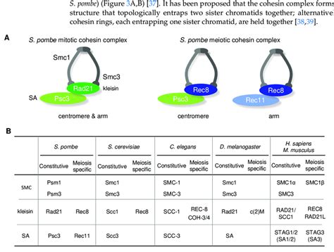 Cohesin complex in mitosis and meiosis | Download Scientific Diagram