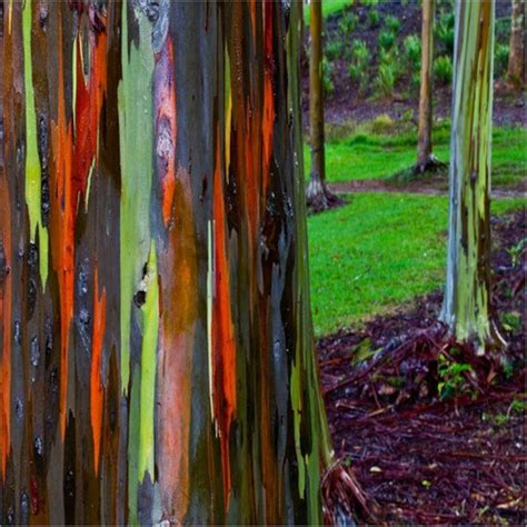 Rainbow Eucalyptus Tree Seeds eucalyptus Deglupta 100seeds - Etsy