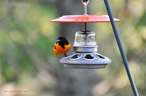 DIY Oriole Feeder featuring a Male Baltimore Oriole Bird Houses/feeders, Bird Seed, Bird Cage ...