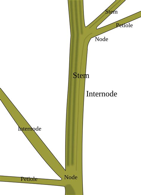 Plant stems clipart - Clipground