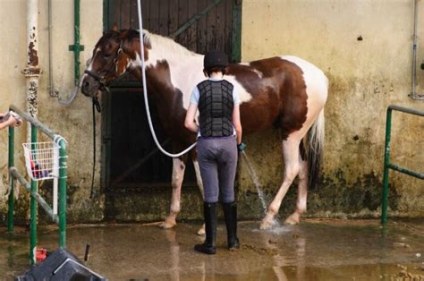 Horse Sheath Cleaning 101: Step-By-Step Guide