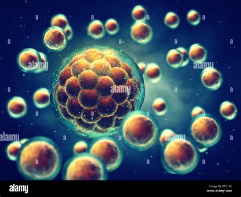 A morula is an early stage embryo consisting of cells , Stem cell ...