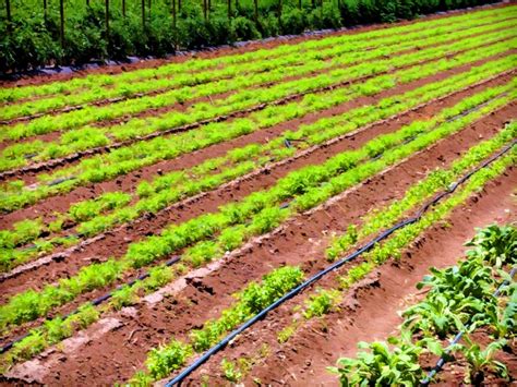 Agriculture Farming Free Stock Photo - Public Domain Pictures