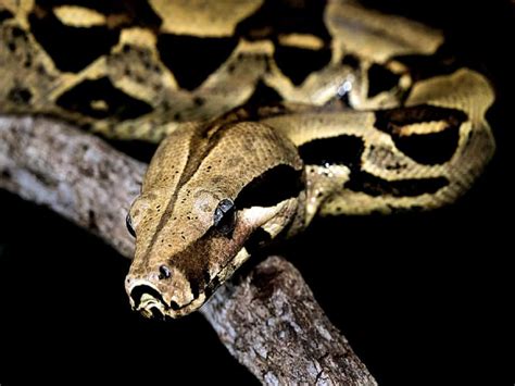 Hyderabad cops seek forest dept’s help to catch python in Old City