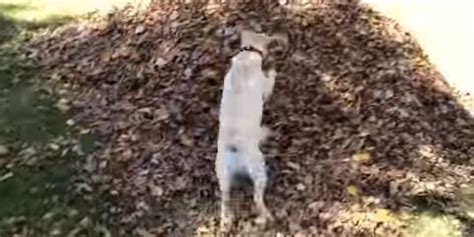 Stella The Dog Discovers The Joys Of Fall In A Pile Of Leaves | HuffPost