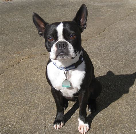 Boston Terrier - Pictures, Information, Temperament, Characteristics | Animals Breeds
