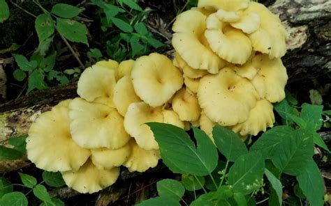 Golden Oyster Mushrooms - The CobraHead Blog