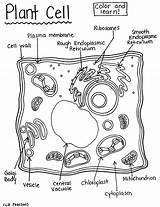 Plant Cell Coloring Page  Color And Learn Download Printable PDF sketch template