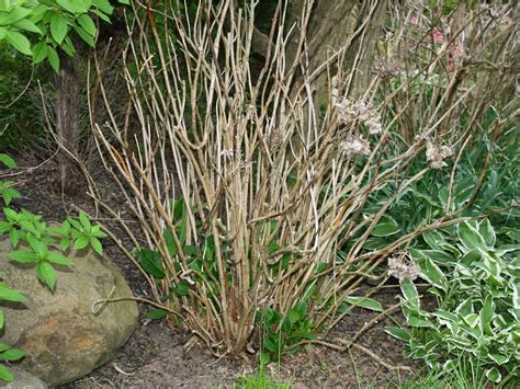 Gardener's Notebook: Hydrangea Winter Dieback