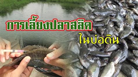 แนวทาง | การเลี้ยงปลาสลิด ในบ่อดิน | - YouTube