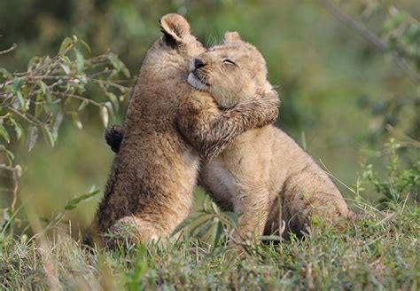 Animals Hugging Humans Wallpapers - Wallpaper Cave