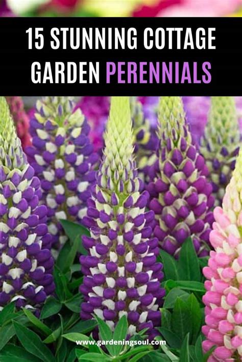 15 Stunning Cottage Garden Perennials - Gardening Soul