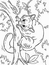Opossum On The Branch coloring Page sketch template