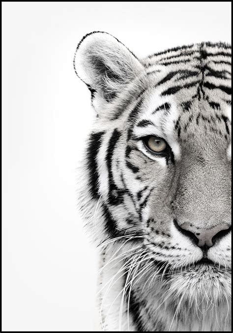 ALU ART - WHITE TIGER, Malerifabrikken | Tiger art, Tiger art drawing ...