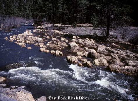 Photograph of East Fork of Black River, Arizona