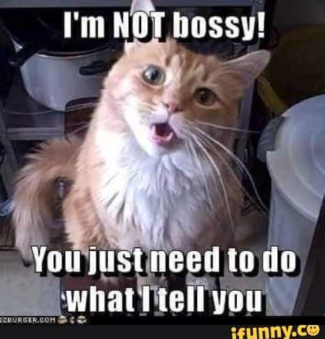 30 Cat Memes You'll Get if You've Ever Been Called Bossy - I Can Has Cheezburger?