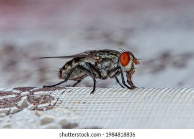 2,935 Bluebottle Fly Stock Photos, Images & Photography | Shutterstock