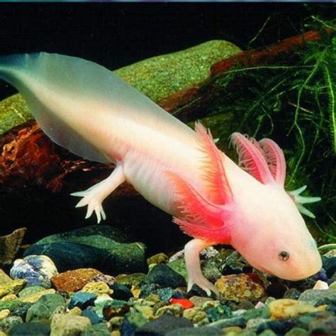 5 Strange and Intriguing Fish to Add to Your Aquarium | Featured Creature