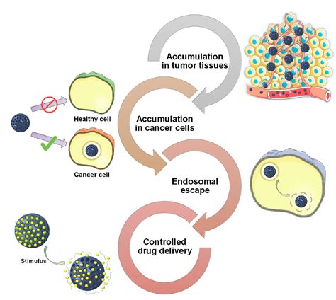 Influence of the Surface Functionalization on the Fate and Performance of Mesoporous Silica ...