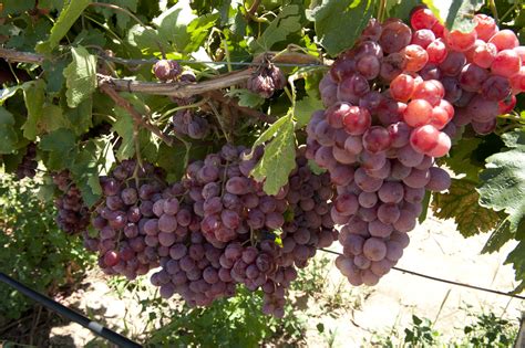 Table grape growing, non commercial | Agriculture and Food