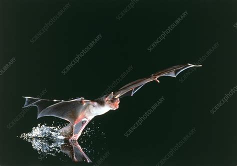 Bulldog bat - Stock Image - Z915/0029 - Science Photo Library